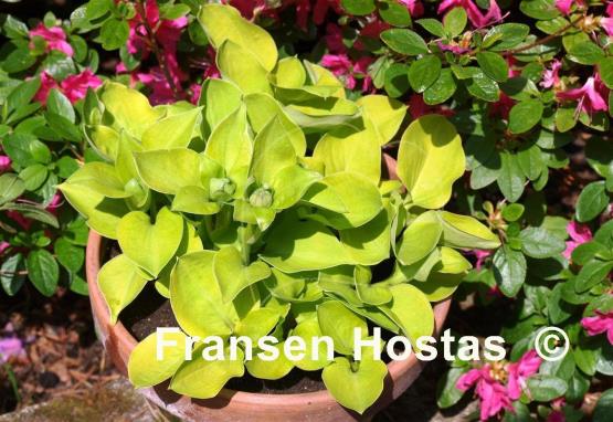 Hosta Limey Lisa